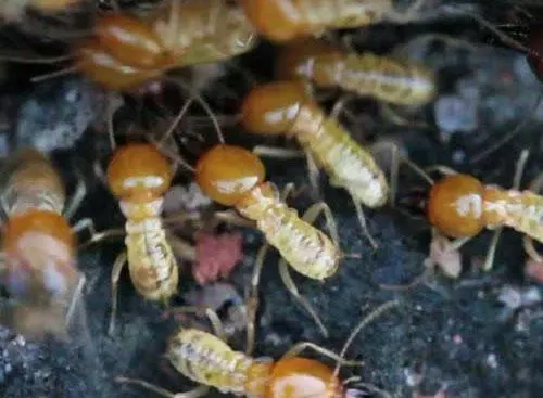 Traitement anti-termites Bordeaux