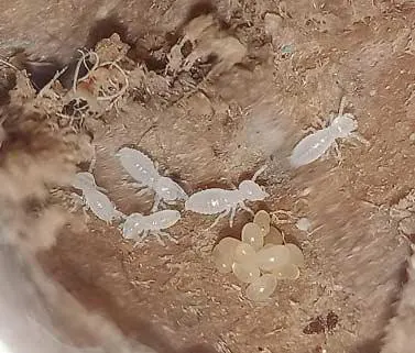 Traitement termites sur Blaye et l’estuaire de la Gironde- BLAYE termites lutte contre les colonies de termites