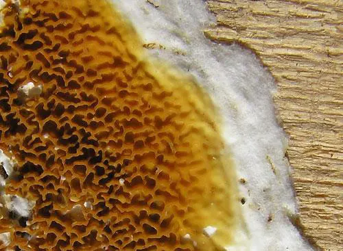 Mérule à Traiter avant prolifération des spores et infestation total du bâti - Traitement curatif des bois (poutres, charpente, bois de charpente)