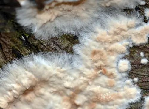 Le Coniophore des caves est une pourriture cubique comme la mérule, cependant moins fréquemment trouvé que la Serpula lacrymans « la mérule ». le Coniophore des caves s’attaque au bois feuillus et résineux très humides, il a besoin d’obscurité pour se développer, une espèce de membrane brun-ocre pouvant atteindre 30 cm.