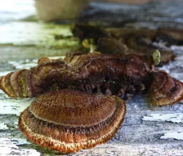 Traitement mérule et autres champignons lignivores comme les lenzites des poutres à Arcachon, Le Moulleau, Prés salés Est, Ile aux Oiseaux, La Teste-de-Buch, Gujan-Mestras, Arès, Andernos-les-Bains, Taussat, Lanton, Audenge, Biganos, Le Teich, Mios, Marcheprime, Cap-Ferret, L’Herbe, Le Canon, Piraillan, Grand Piquet, Lège-Cap-Ferret, Claouey, Le Porge, Le Temple, Martignas-sur-Jalle, Saint-Jean-d’Illac, Cestas, Salles, Le Barp, Sanguinet…