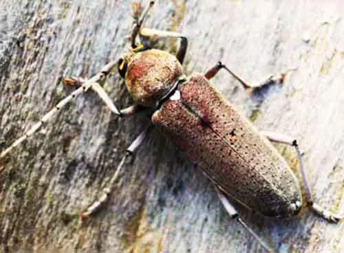 photo d'un hespérophanes un insecte à larves xylophages