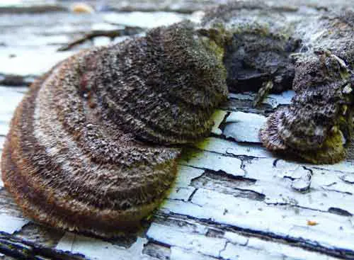 Le Lenzite des poutres est une pourriture cubique comme la mérule. le lenzite des poutres s’attaque au bois résineux pins, sapin, épicéa, mélèze, cèdre… Des bois utilisés en construction pour les poteaux, les piles de pont, les lamellés collés extérieurs…De couleur jaune-brunâtre, il est très tenace est résiste à la sécheresse. Nous pouvons le rencontrer à l’air libre, le lenzite des poutres est le champignon lignivores le plus répandu.