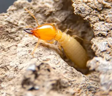 TERMITE BLAYE