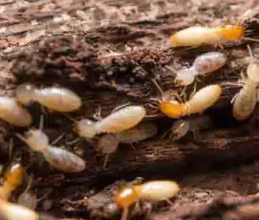 Traitement termites curatif par injection d'insectice dans les bois et les murs afin de stopper la colonie de termite à Libourne, Abzac, Arveyres, Bayas, Les Billaux, Bonzac, Cadarsac, Camps-sur-l'Isle, Chamadelle, Coutras, Daignac, Dardenac, Les Églisottes-et-Chalaures, Espiet, Le Fieu, Génissac, Gours, Guîtres, Izon, Lagorce, Lalande-de-Pomerol, Lapouyade, Maransin, Moulon, Nérigean, Les Peintures, Pomerol, Porchères, Puynormand, Sablons, Saint-Antoine-sur-l'Isle, Saint-Christophe-de-Double, Saint-Ciers-d'Abzac, Saint-Denis-de-Pile, Saint-Germain-du-Puch, Saint-Martin-de-Laye, Saint-Martin-du-Bois, Saint-Médard-de-Guizières, Saint-Quentin-de-Baron, Saint-Sauveur-de-Puynormand, Saint-Seurin-sur-l'Isle, Savignac-de-l'Isle, Tizac-de-Curton, Tizac-de-Lapouyade, Vayres