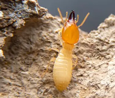 Besançon : Traitement termites, insectes xylophages, mérule - SOLUTY