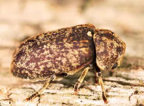 photo d'une grosse vrillette un insecte à larves xylophages