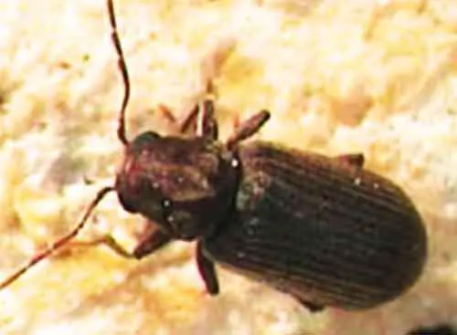 photo d'une petite vrillette un insecte à larves xylophages