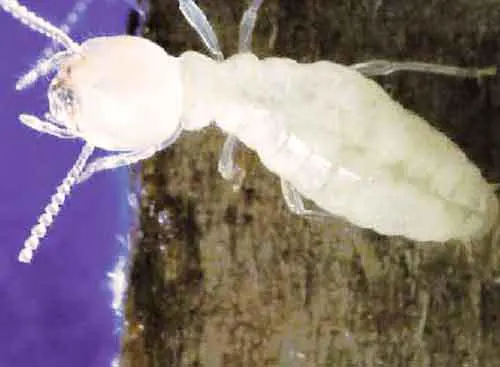 photo rare d'une larve de termite de bois secs, un insecte xylophage