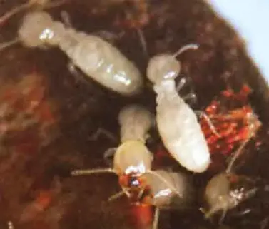 Traitement termites curatif par injection d'insectice dans les bois et les murs afin de stopper la colonie de termite à Arcachon, Le Moulleau, Prés salés Est, Ile aux Oiseaux, La Teste-de-Buch, Gujan-Mestras, Arès, Andernos-les-Bains, Taussat, Lanton, Audenge, Biganos, Le Teich, Mios, Marcheprime, Cap-Ferret, L’Herbe, Le Canon, Piraillan, Grand Piquet, Lège-Cap-Ferret, Claouey, Le Porge, Le Temple, Martignas-sur-Jalle, Saint-Jean-d’Illac, Cestas, Salles, Le Barp, Sanguinet…